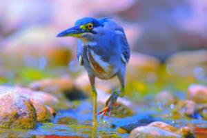 探秘江门篮球队的秘密,广东省篮球联赛深度解析广东省篮球联赛江门队比赛视频